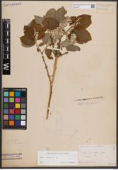 Foto von Salix caprea L.